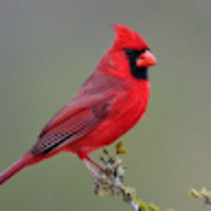 Meet your Posher, Paul